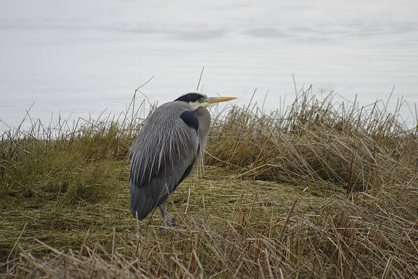 Great Blue Heron Poster featuring the photograph Heron by Marilyn Wilson