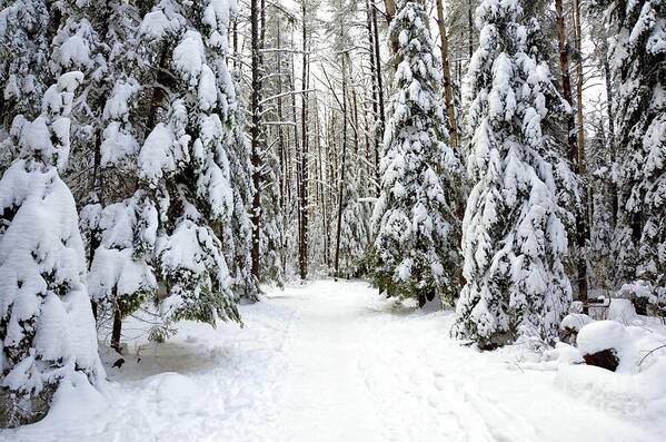 Snowy Scene Poster featuring the photograph Hersey Lake winter path by Elaine Berger