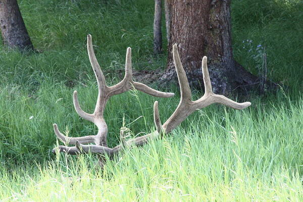 Elk Poster featuring the photograph Hiding In The Grass by Shane Bechler