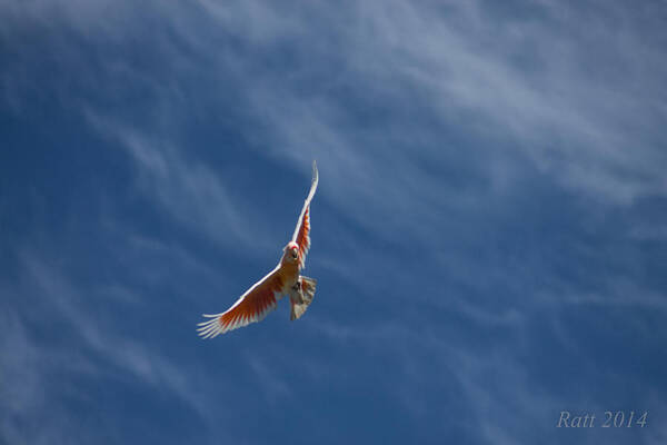 Sky Poster featuring the photograph High In The Sky by Michael Podesta 