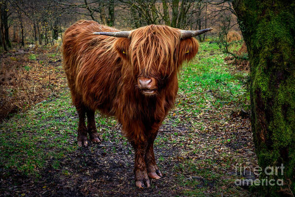 Highland Cow Poster featuring the photograph Highland Beast by Adrian Evans