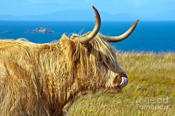 Highland Cattle Poster featuring the photograph Highland Beauty by Bel Menpes