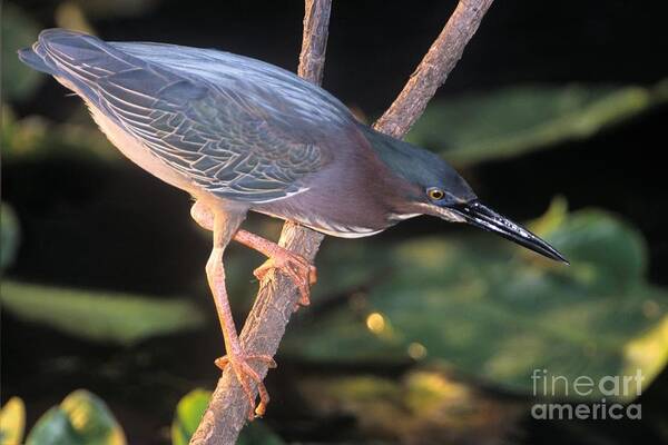 Heron Poster featuring the photograph Highly Detailed Green Heron Photo by John Harmon