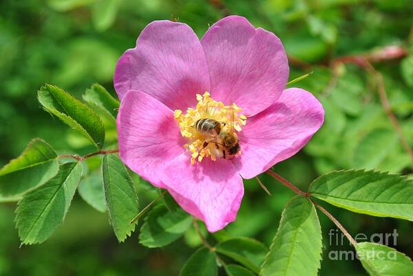 Rose Poster featuring the photograph Hip rose bloom with a bee by Martin Capek
