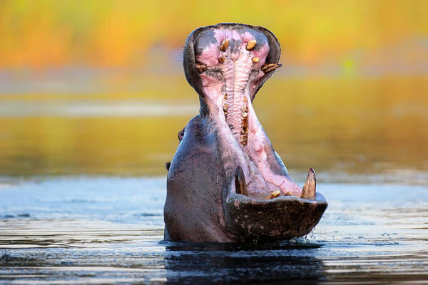 Hippopotamus Poster featuring the photograph Hippopotamus displaying aggressive behavior by Johan Swanepoel