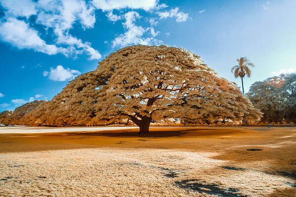 590 Nm Poster featuring the photograph Hitachi Tree in Infrared by Jason Chu