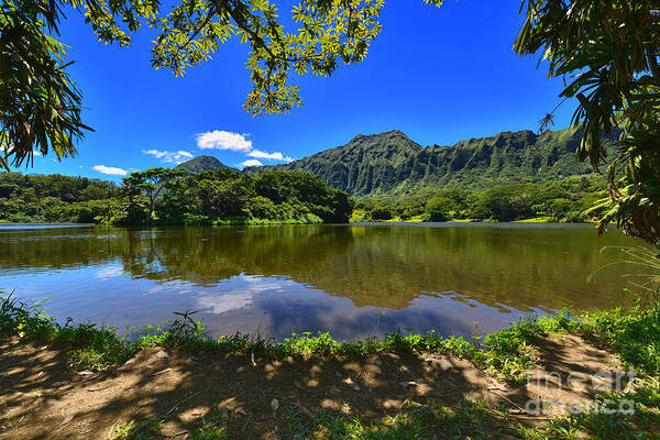 Hoomaluhia Botanical Garden Poster featuring the photograph Ho Omaluhia Botanical Garden Waokele Pond Under the Trees by Aloha Art