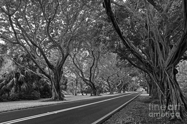 Landscape Poster featuring the photograph Hobe Sound Bridge Rd. west II by Larry Nieland