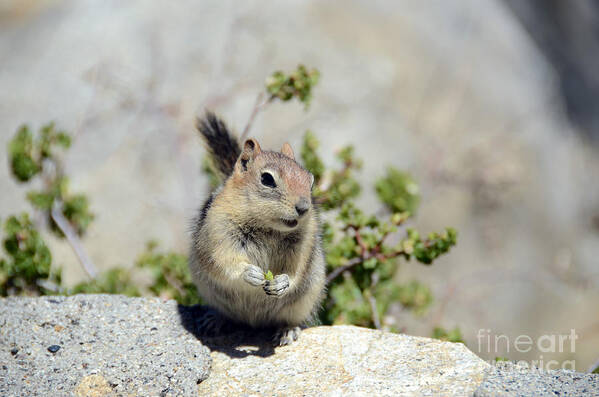 Golden-mantled Ground Squirrel Poster featuring the photograph Hold That Pose by Debra Thompson