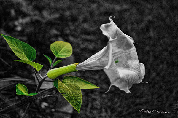 Flower Poster featuring the photograph Homage to the Moon by Robert Culver