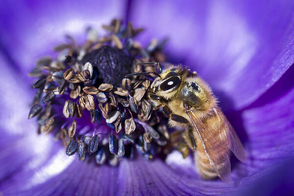 Anemone Poster featuring the photograph Honeybee And Anemone by Priya Ghose