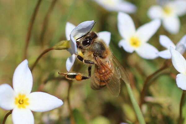 Honeybee Poster featuring the photograph Honeybee on Bluet by Lucinda VanVleck