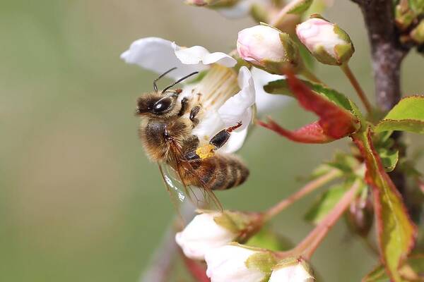 Honeybee Poster featuring the photograph Honeybee on Cherry Blossom by Lucinda VanVleck