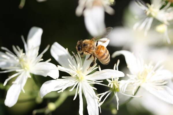 Honeybee Poster featuring the photograph Honeybee on Clematis by Lucinda VanVleck