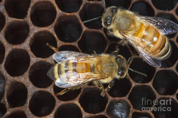 Animal Poster featuring the photograph Honeybees On Comb by Scott Camazine