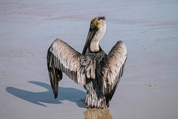 Bird Poster featuring the photograph Hooked Pelican by Jessica Brown