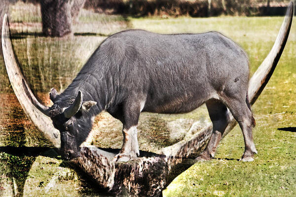 #water Buffalo Poster featuring the photograph Horn of a Buffallo by Miroslava Jurcik