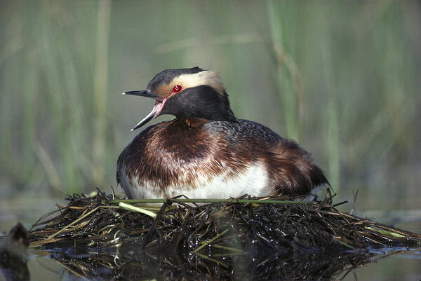 Feb0514 Poster featuring the photograph Horned Grebe Parent Calling On Floating by Tim Fitzharris