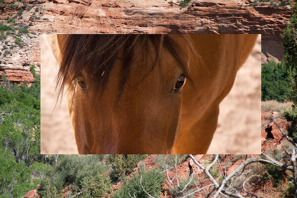 Horse Poster featuring the photograph Horse and Canyon by Natalie Rotman Cote