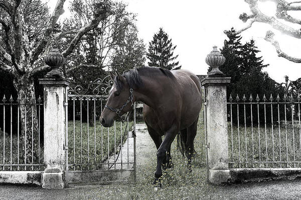 Horse Poster featuring the photograph Horse in Europe by Christine Sponchia