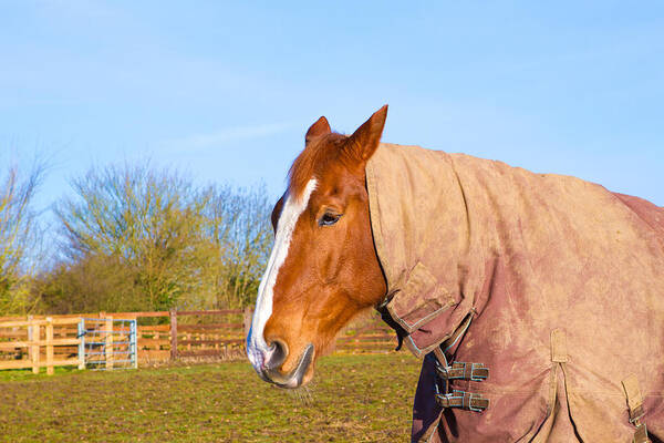 Animal Poster featuring the photograph Horse in field wearing horse rug by Fizzy Image