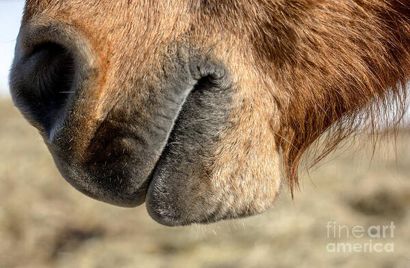 Horse Poster featuring the photograph Horse Muzzle by Cheryl Baxter