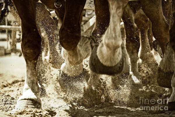 Horse Poster featuring the photograph Horse Power and Teamwork by Lincoln Rogers