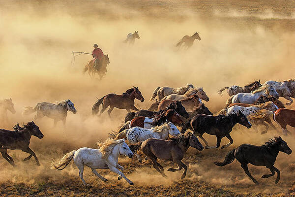 Action Poster featuring the photograph Horse Run by Adam Wong