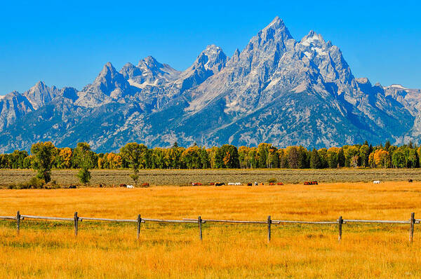 Tetons Poster featuring the photograph Horses at the Cathedral by Greg Norrell