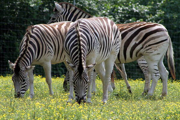 Zebra Poster featuring the photograph Four Zebras Grazing by Valerie Collins