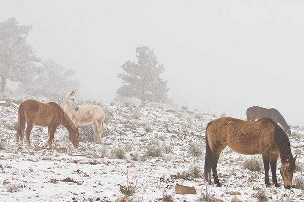 Horses Poster featuring the photograph Horses in the Winter Snow and Fog by James BO Insogna
