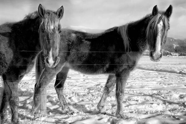 Animals Poster featuring the photograph Horses in Winter Coats by Joan Herwig