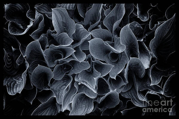Hosta Poster featuring the photograph Hosta Leaves BW by Mike Nellums