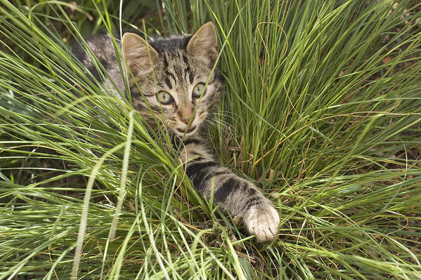 Feb0514 Poster featuring the photograph House Cat Hunting In Grass Germany by Konrad Wothe