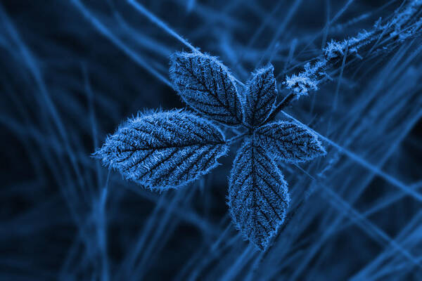 Frost Poster featuring the photograph How Cold by Keith Hawley