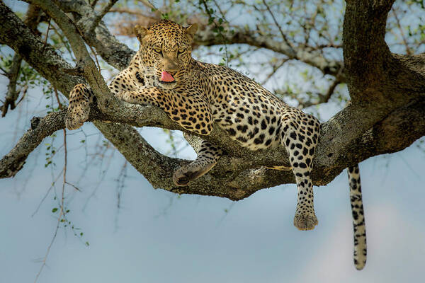 Leopard Poster featuring the photograph How Tasty You Are! by Khaleel Nadoum