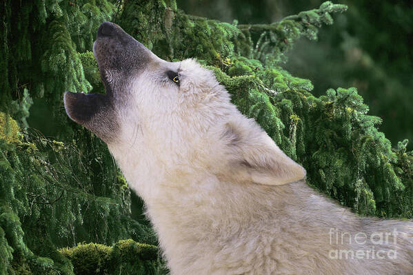 Arctic Wolf Poster featuring the photograph Howlling Arctic Wolf Pup Endangered Species Wildlife Rescue by Dave Welling