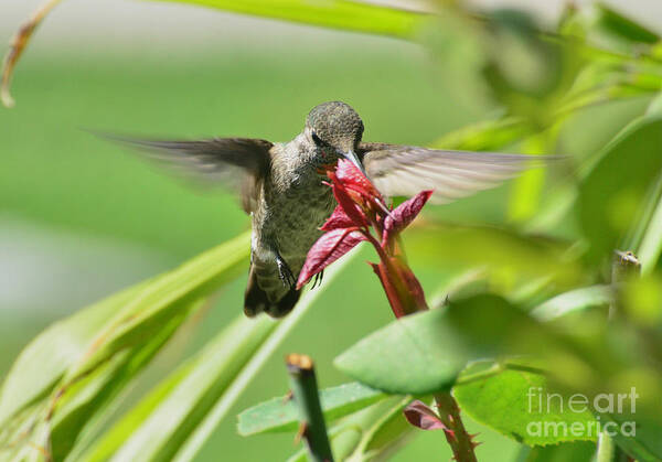 Hummingbird Poster featuring the photograph Hummer at the Rose by Debby Pueschel