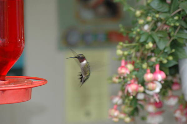Hummingbird Poster featuring the photograph Hummer by David Armstrong