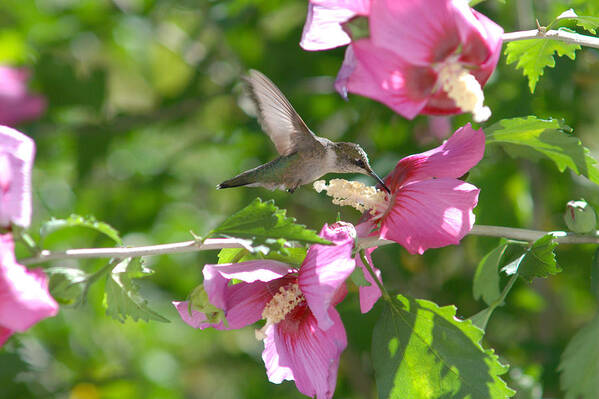 Hummingbirds Poster featuring the photograph HUMMINGBIRD and HIBISCUS by Janice Adomeit