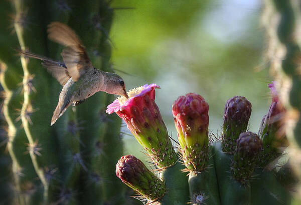 Hummingbird Poster featuring the photograph Hummingbird Breakfast Southwest Style by Saija Lehtonen