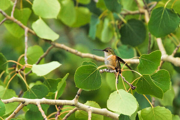 Hummingbird Poster featuring the photograph Hummingbird in Tree by Alan Hutchins