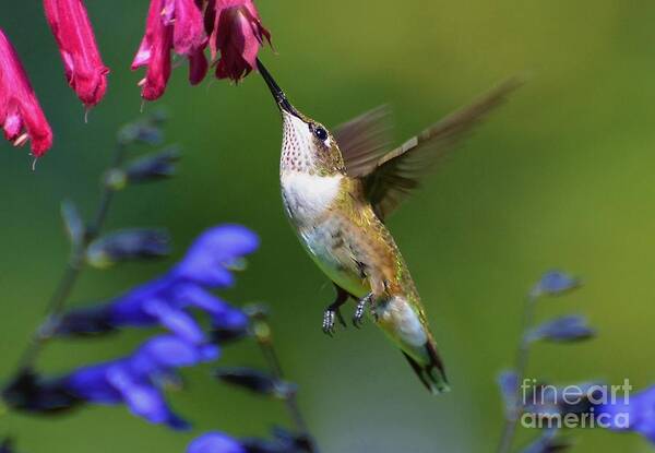 Birds Poster featuring the photograph Hummingbird On Wendy's Wish Flower by Kathy Baccari