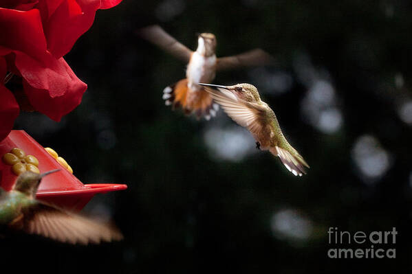 Hummingbirds Poster featuring the photograph Hummingbirds at Feeder by Cindy Singleton