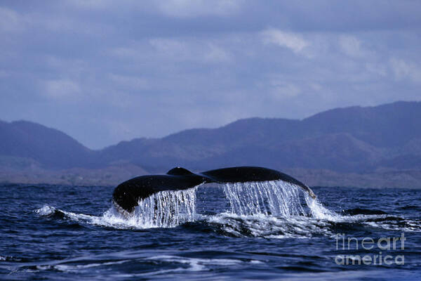 Nature Poster featuring the photograph Hump backed whale tail with cascading water by John Harmon