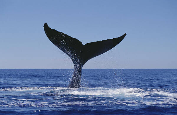 Feb0514 Poster featuring the photograph Humpback Whale Tail Lobs Maui Hawaii by Flip Nicklin