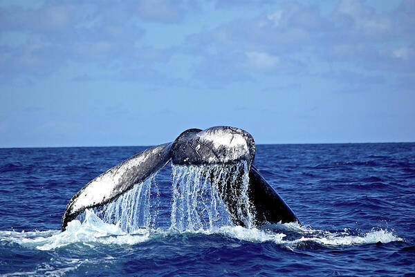 Animal Themes Poster featuring the photograph Humpback Whale Tail Slapping by Sallyrango