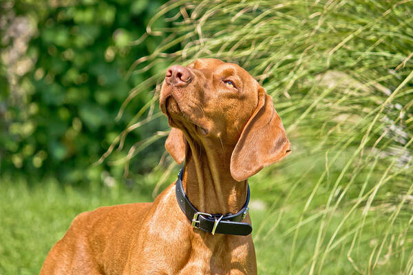 Dog Poster featuring the photograph Hungarian vizsla hungarian pointer posing II by Brch Photography