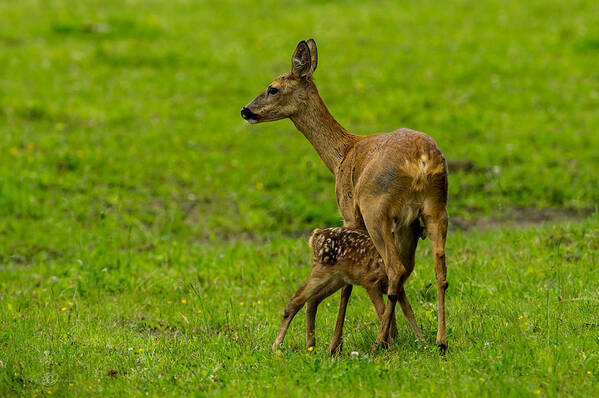 Hungry Roe Deer Fawn Poster featuring the photograph Hungry by Torbjorn Swenelius