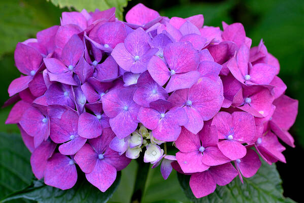 Hydrangea Poster featuring the photograph Hydrangea by Kathy King